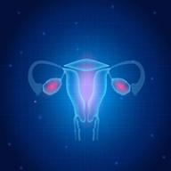A diagram of a woman's reproductive system with the ovaries highlighted in red.